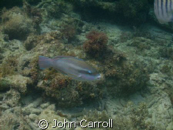 Parrot fish while snorkeling. SHot with Sealife DC 600 si... by John Carroll 